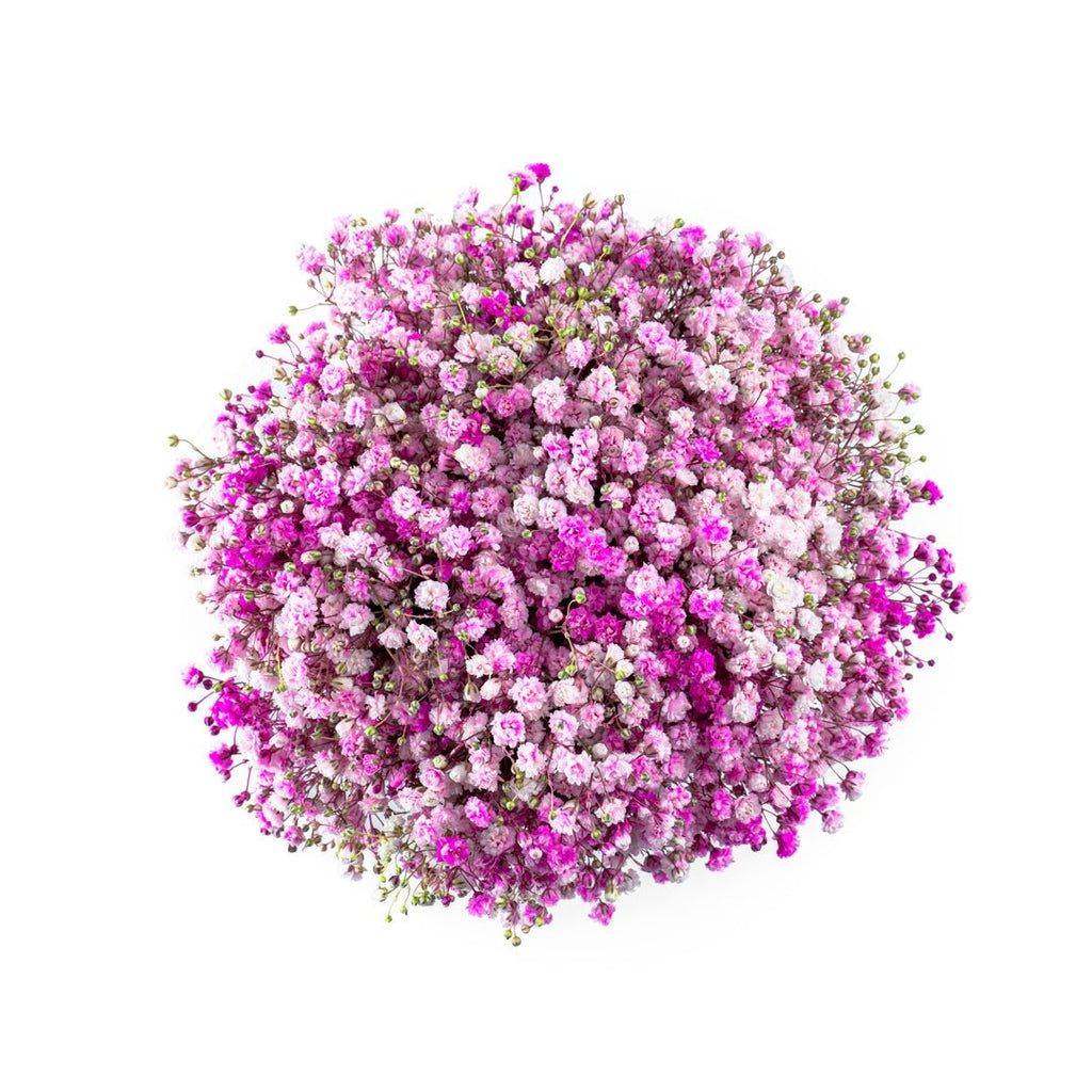 Floral Pink Splash - Baby FitaihiFloral Pink Splash